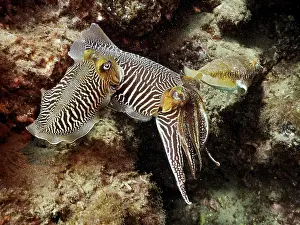 Common cuttlefish (Sepia officinalis)