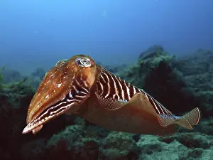 Common cuttlefish (Sepia officinalis)