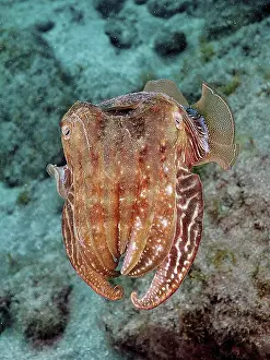 Common cuttlefish (Sepia officinalis)