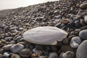 Common cuttlefish (Sepia officinalis)