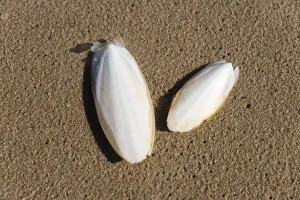 Common cuttlefish (Sepia officinalis) on the beach