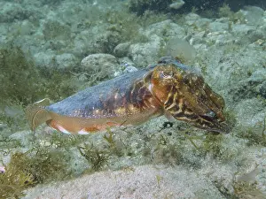 A common cuttlefish (Sepia officinalis) camouflages itself on the sea bed covered in seaweed