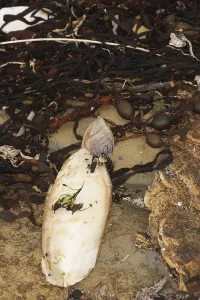 Common cuttlefish (Sepia officinalis) Squid