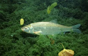 Common dace (Leuciscus leuciscus)