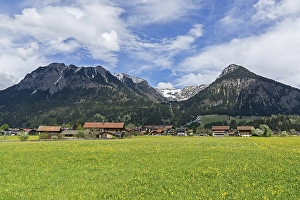 Common dandelion (Taraxacum), flowering dandelion field