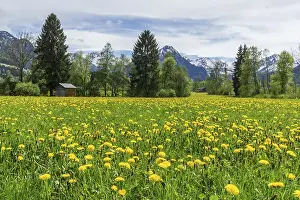 Common dandelion (Taraxacum), flowering dandelion field