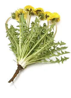 Common dandelion (Taraxacum) Ruderalia