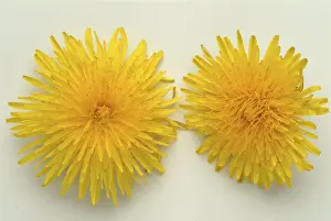 Common dandelion (Taraxacum) Ruderalia