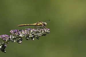 Common darter dragonfly (Sympetrum striolatum)
