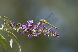 Common darter dragonfly (Sympetrum striolatum) adult female insect resting on a garden Buddjela flower in summer