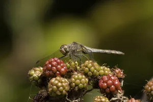 Common darter dragonfly (Sympetrum striolatum) adult insect resting on blackberries fruit in summer