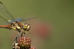 Common darter dragonfly (Sympetrum striolatum) adult insect resting on blackberries fruit in the summer