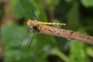 Common darter (Sympetrum striolatum)