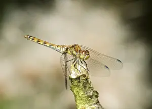 Common Darter (Sympetrum striolatum)