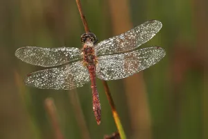 Common Darter (Sympetrum striolatum) covered with dew drops