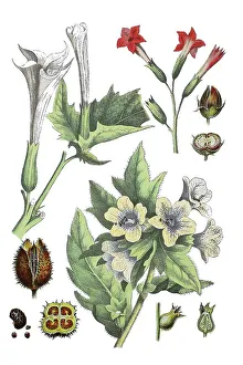 Common (Datura), Datura stramonium (top left)