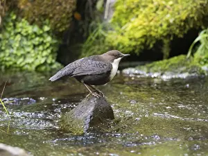 Common Dipper (Cinclus cinclus)