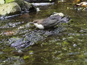 Common Dipper (Cinclus cinclus)
