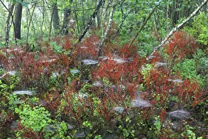 Common dogwood (Cornus sanguinea)
