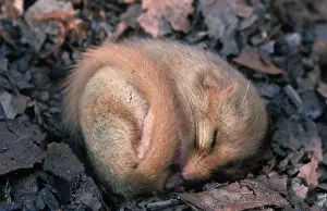 Common Dormouse (Muscardinus avellanarius)