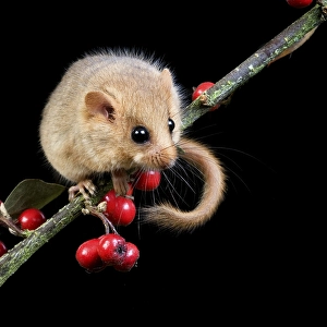 Common Dormouse (muscardinus avellanarius)