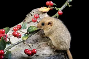 Common Dormouse (muscardinus avellanarius)