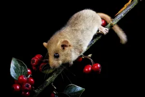 Common Dormouse (muscardinus avellanarius)