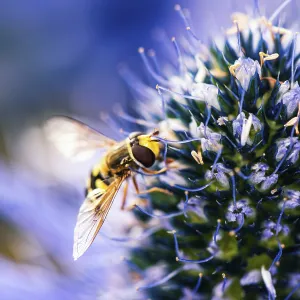 Common Drone Fly (Eristalis tenax) on blue flower
