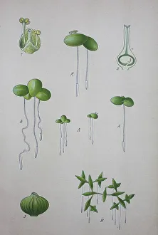 Common duckweed (Lemna minor), historical illustration from 1885