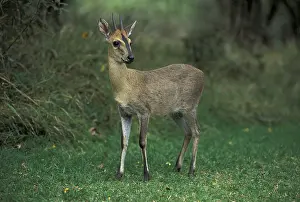 Common Duiker (Sylvicapra grimmia)