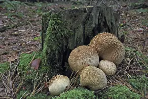 Common earthball (Scleroderma citrinum)