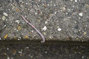 Common earthworm (Lumbricus terrestris)