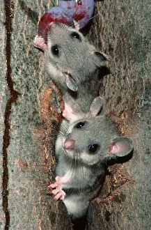 Common Edible dormouse (Glis glis)