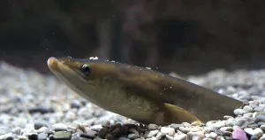 Common Eel or European Eel (anguilla anguilla)