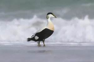 Common eider