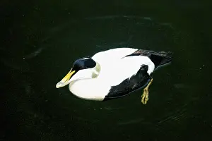 Common Eider Drake swimming on the surface