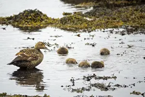 Common Eider hen with ducklings