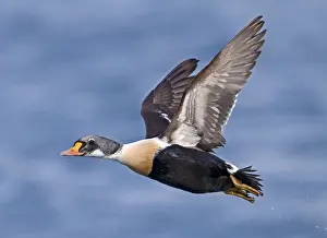 Common Eider, Magnificent Eider