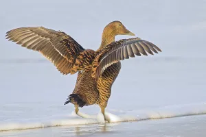 Common Eider (Somateria mollissima)