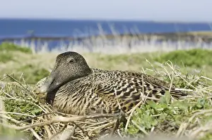 Common Eider (Somateria mollissima)