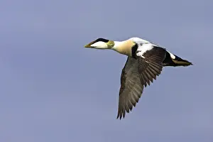 Common eider (Somateria mollissima)