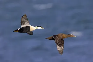 Common eider (Somateria mollissima)