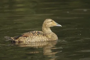 Common Eider (Somateria mollissima)