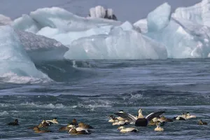 Common eider (Somateria mollissima)