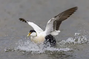 Common Eider (Somateria mollissima)