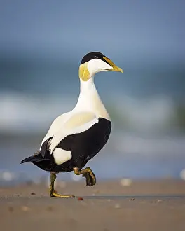 Common Eider (Somateria mollissima) male