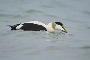 Common eider (Somateria mollissima) male swimming in the sea