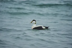 Common eider (Somateria mollissima) male swimming in the sea