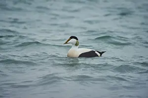 Common eider (Somateria mollissima) male swimming in the sea