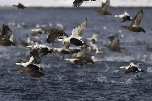 Common eiders (Somateria mollissima)
